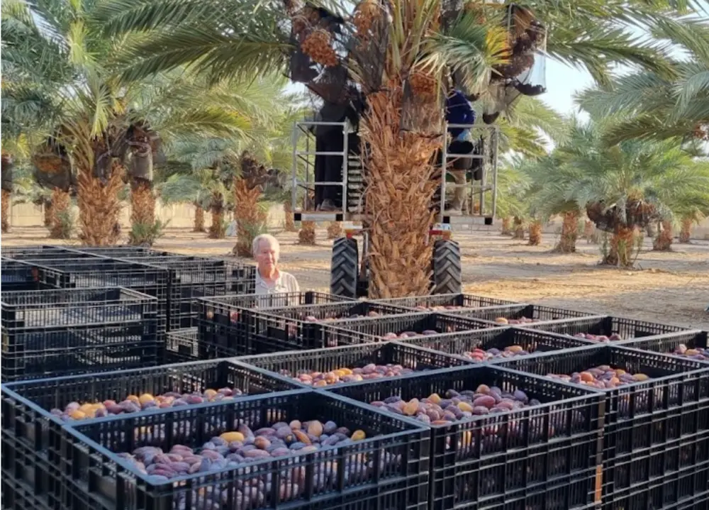 ארגזי תמרים וחקלאים במהלך הגדיד במטע משק קורן