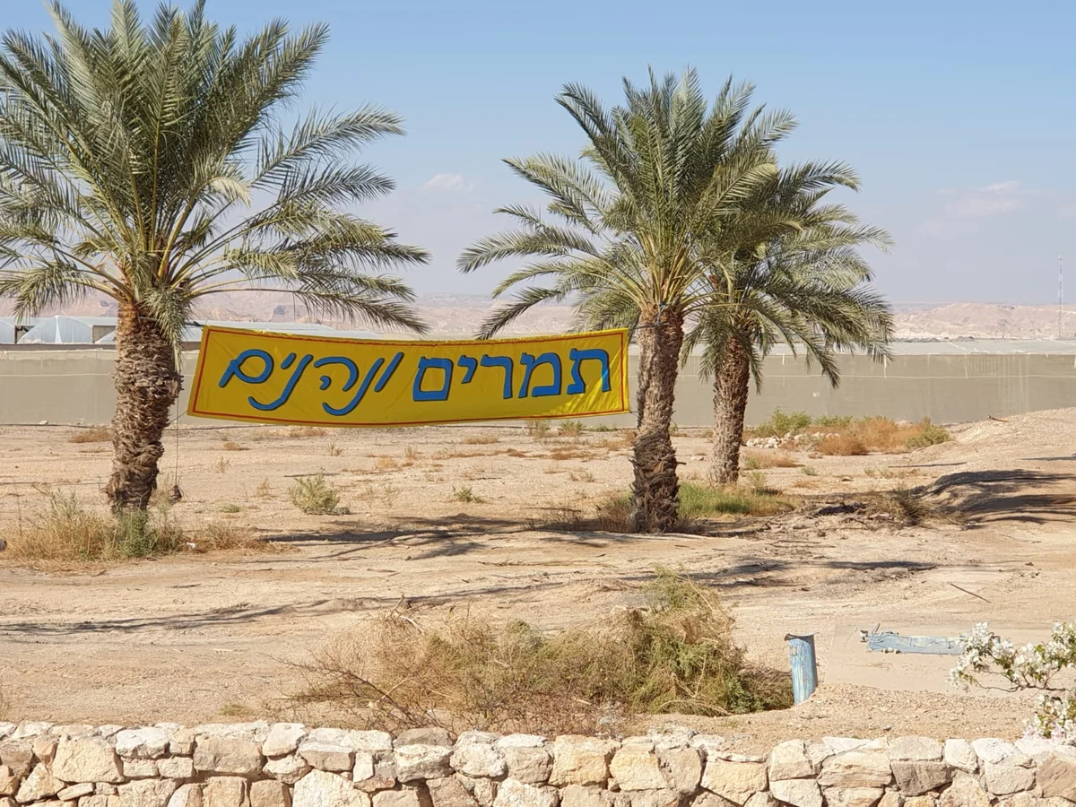 שלט תמרים ונהנים תלוי בין שני דקלים