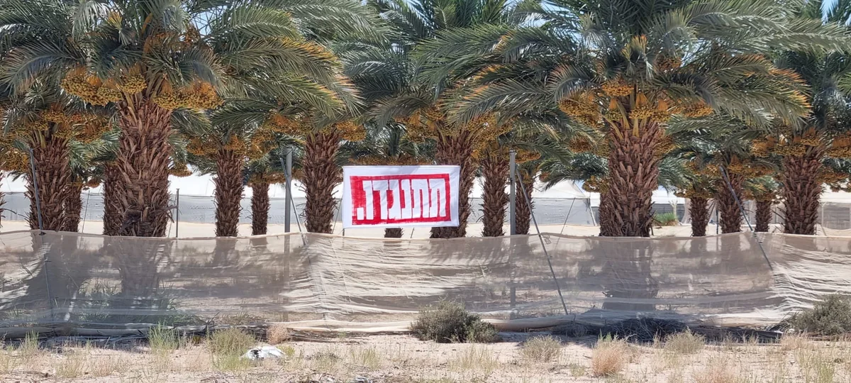 שלט אהבה ורוד בין שורות הדקלים