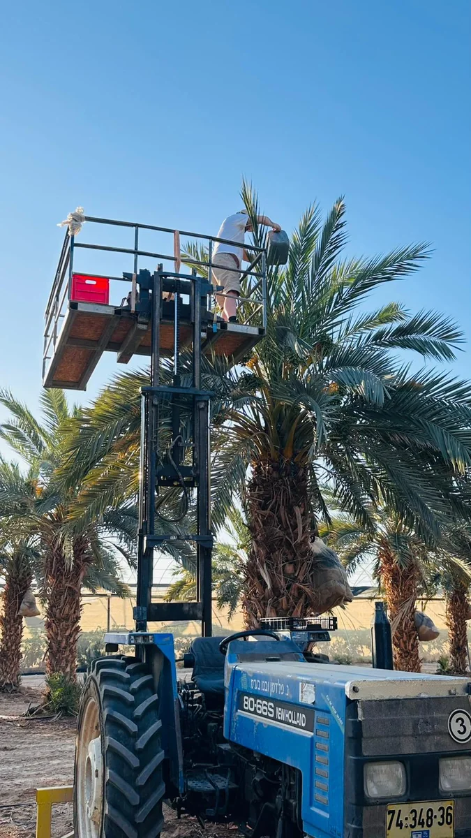 טרקטור עם במת עבודה מורמת לצד צמרת דקל