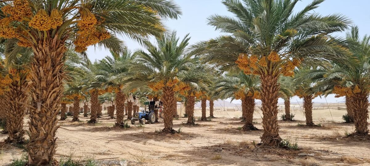שורות דקלים עמוסי אשכולות במטע משק קורן בפארן