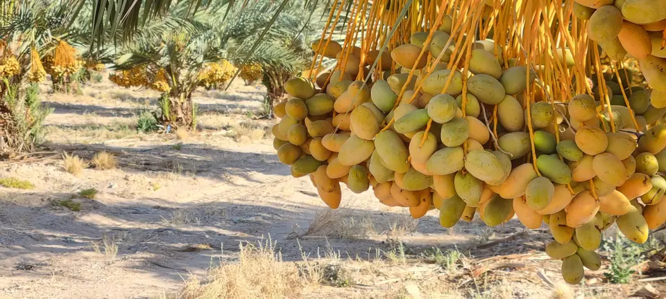 תקריב אשכול תמרים בשלבי הבשלה על הדקל